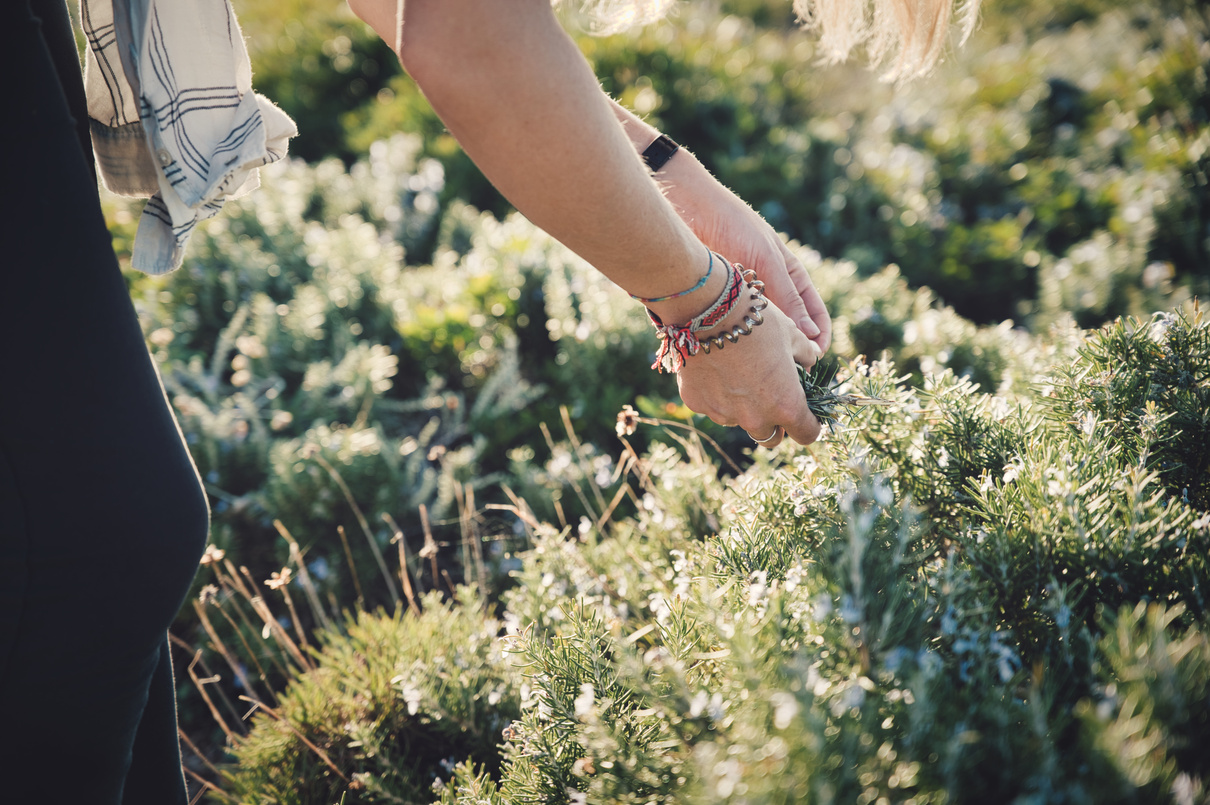 Anonymous female collects wild herbs in the outdoors